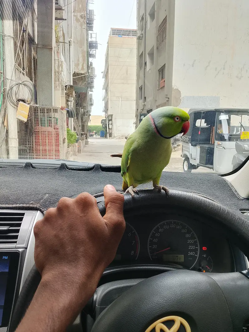 Green Parrot — photo 2