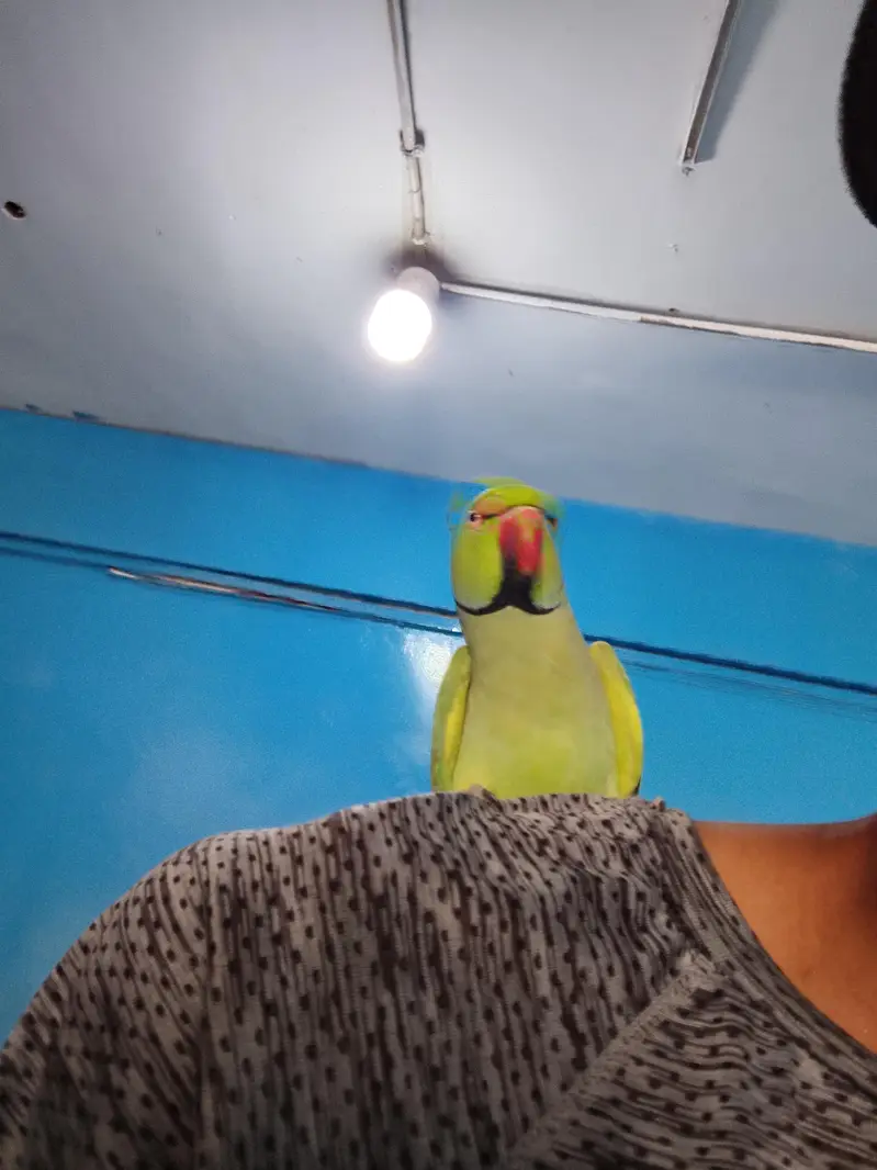 Green Parrot — photo 3