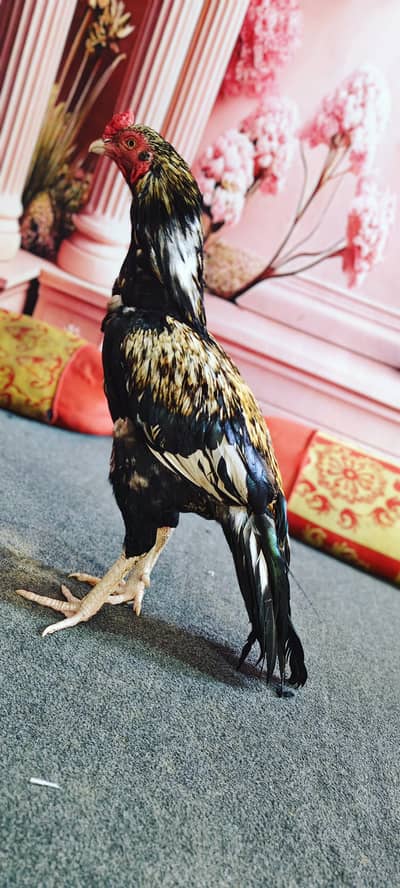 aseel home breeding