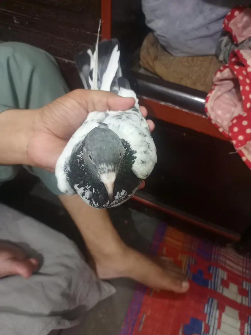 choudry sakhi wale teddy bache — photo 3