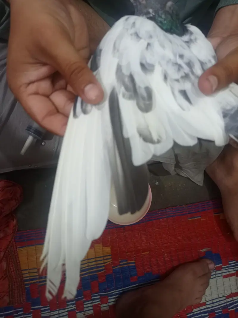 choudry sakhi wale teddy bache — photo 4