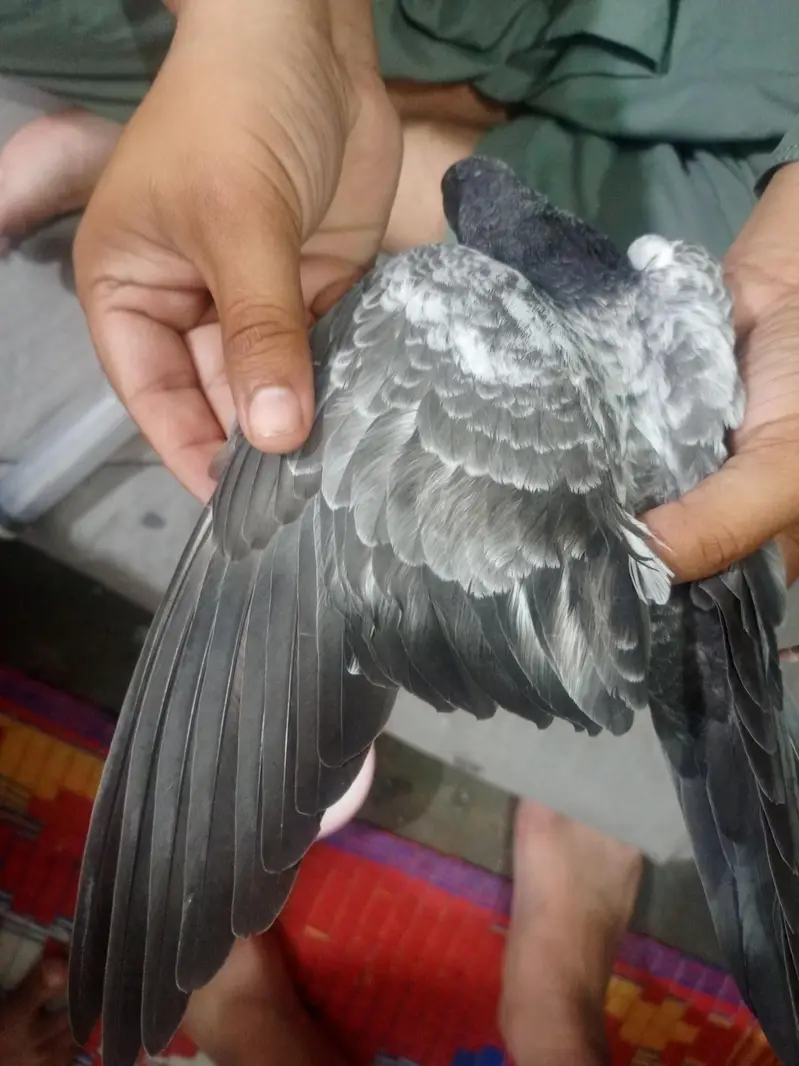 choudry sakhi wale teddy bache — photo 5
