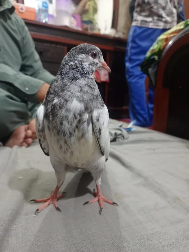 choudry sakhi wale teddy bache — photo 12
