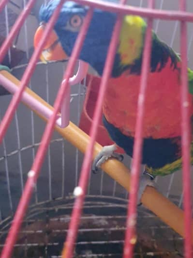 Lorrykeet