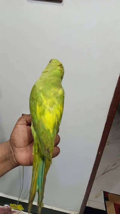 handtem pied ringneck