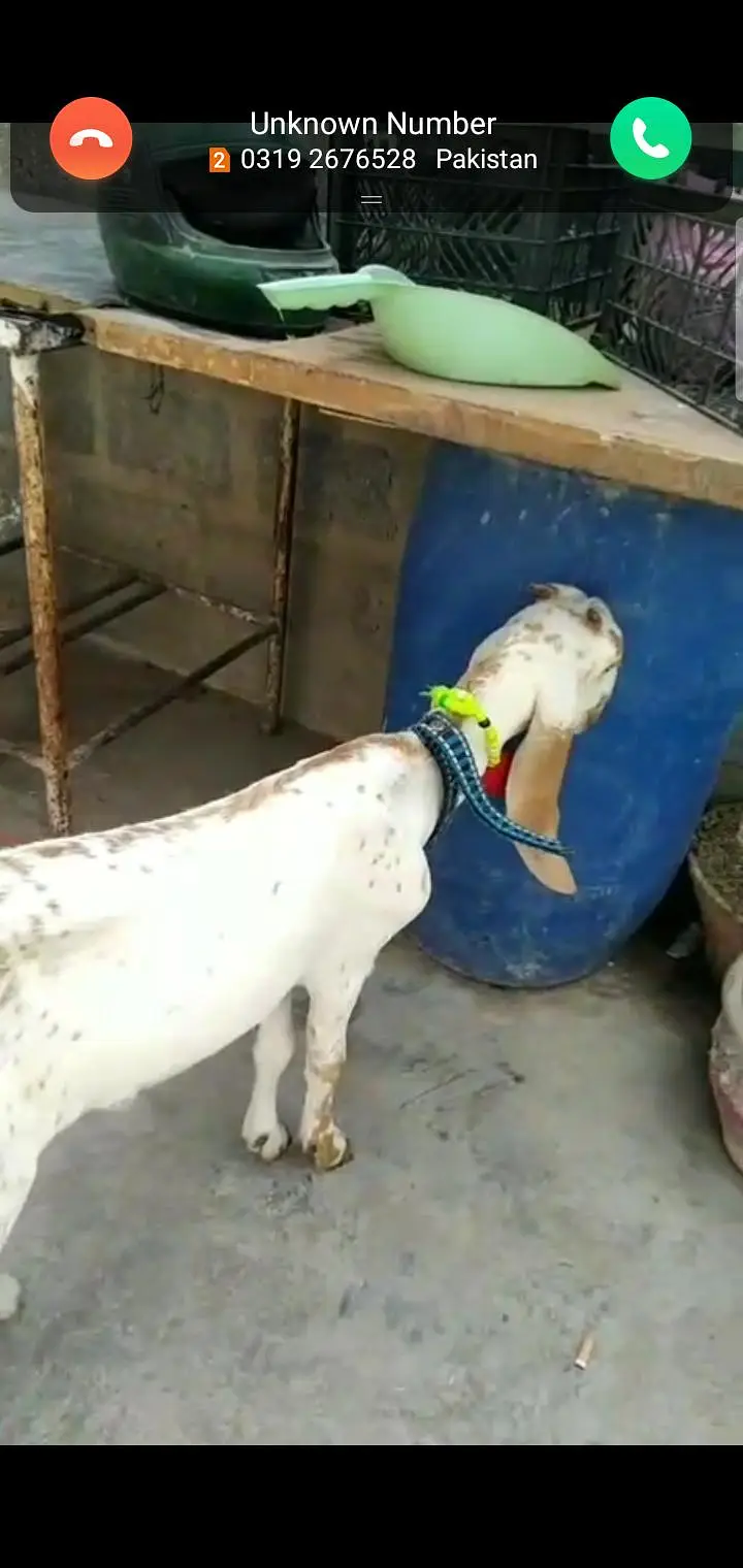 pure makha chini beetal path bakri — photo 2
