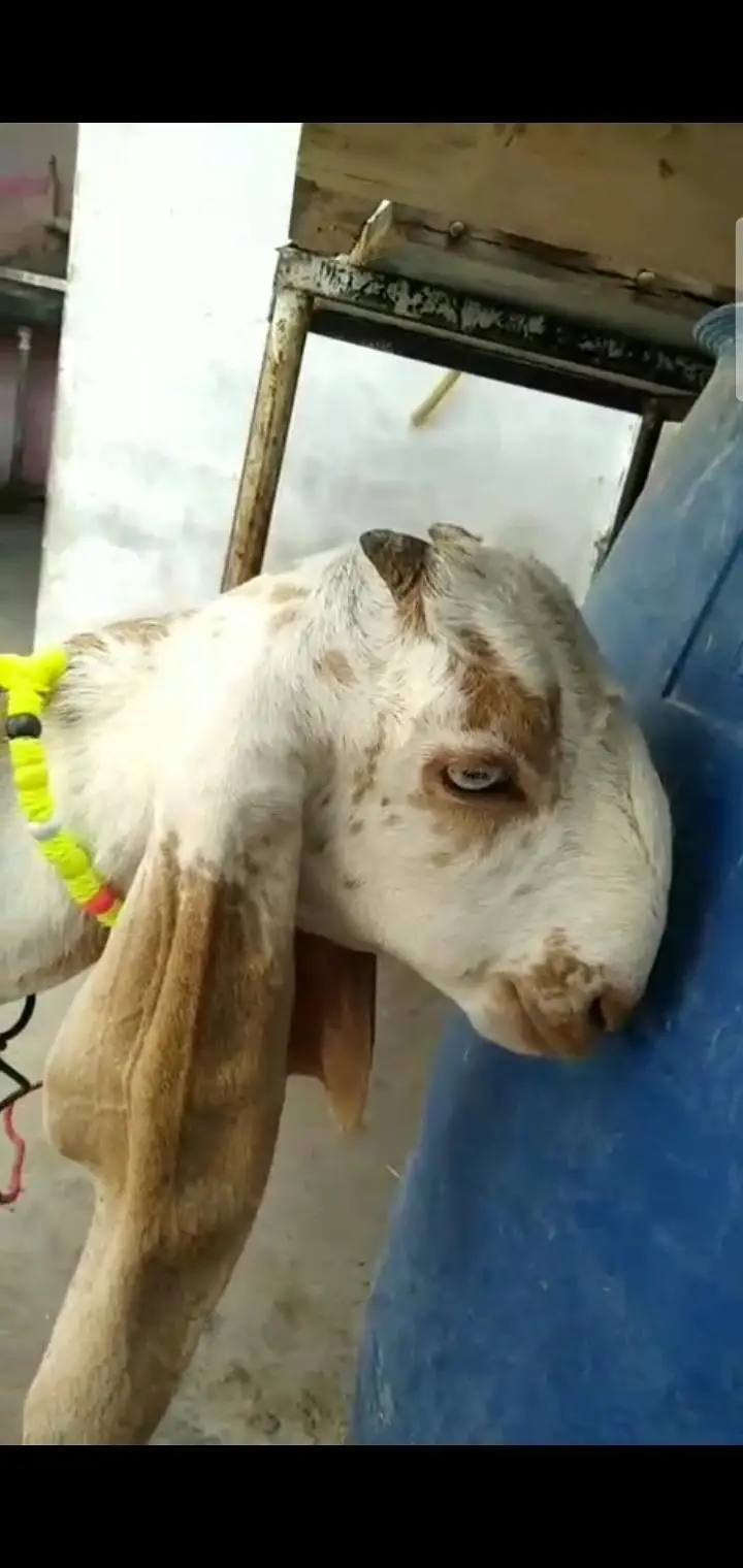 pure makha chini beetal path bakri — photo 3
