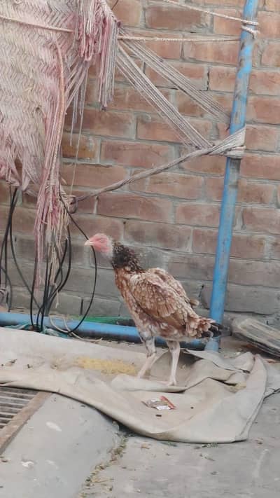 aseel and dasii hens for sales
