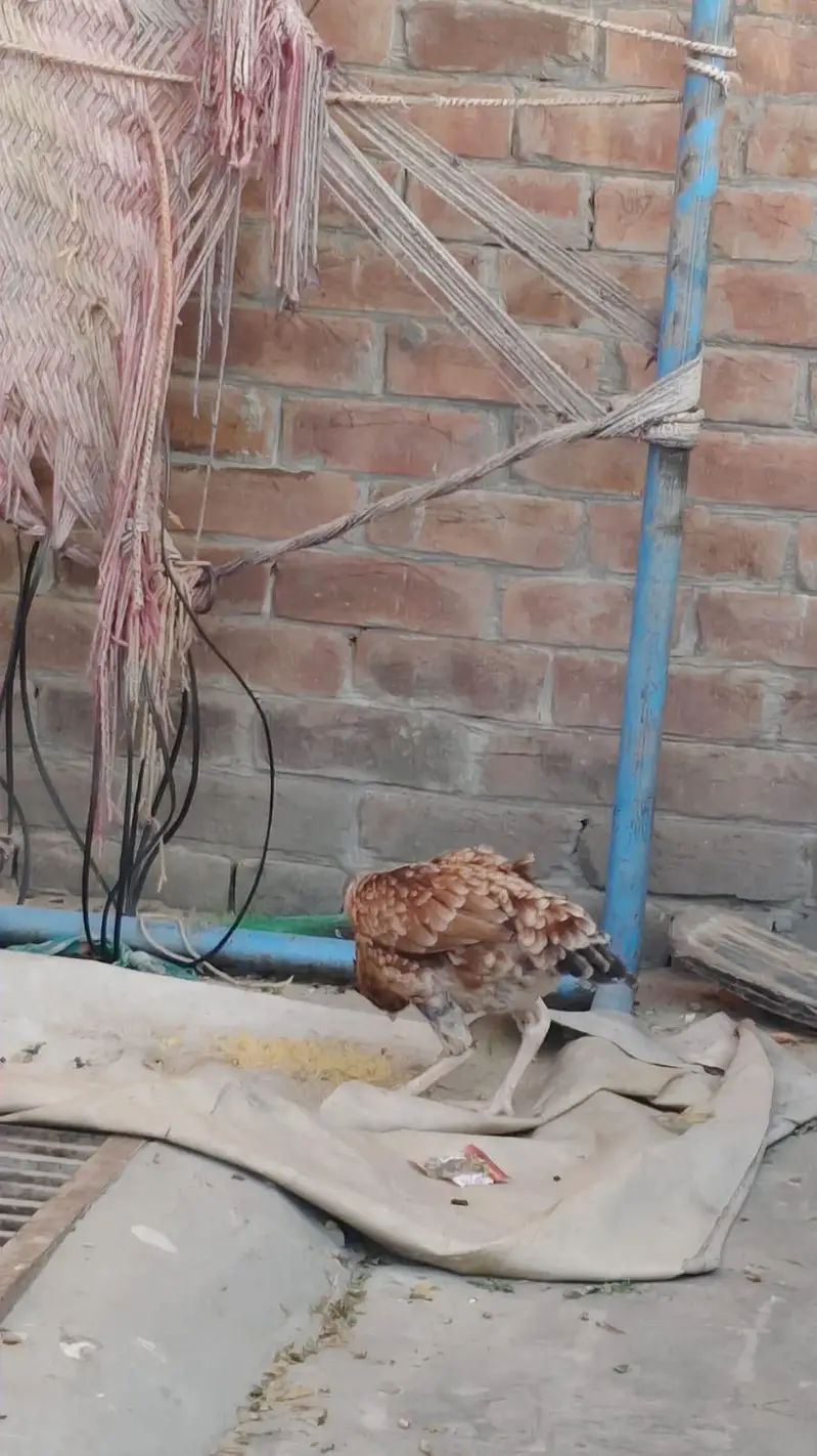 aseel and dasii hens for sales — photo 2