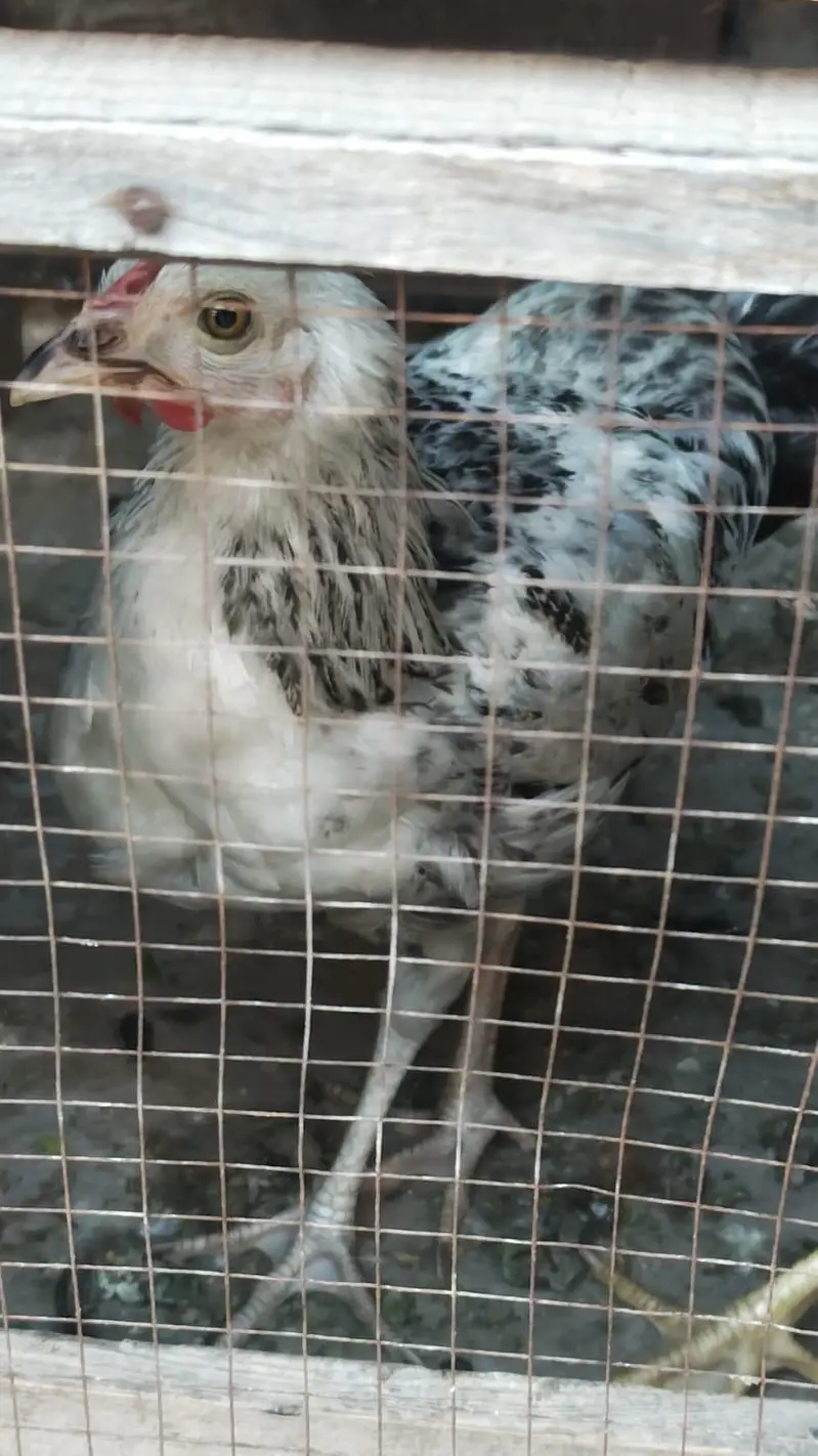 aseel and dasii hens for sales — photo 3