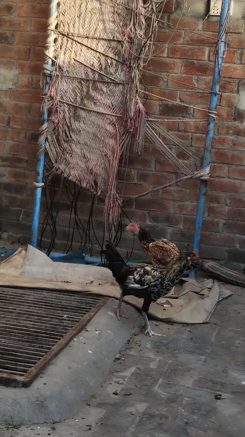 aseel and dasii hens for sales — photo 4
