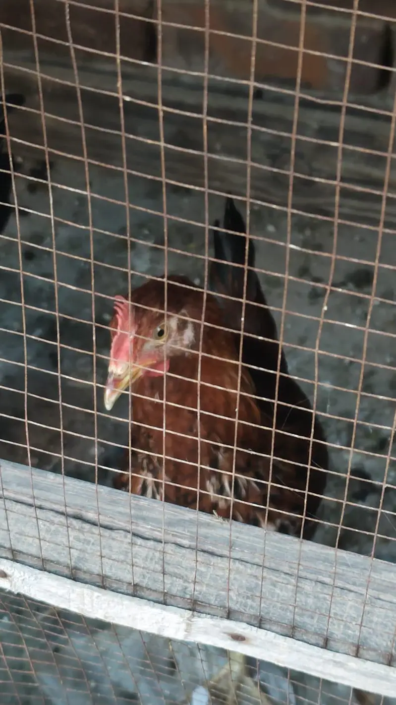 aseel and dasii hens for sales — photo 5