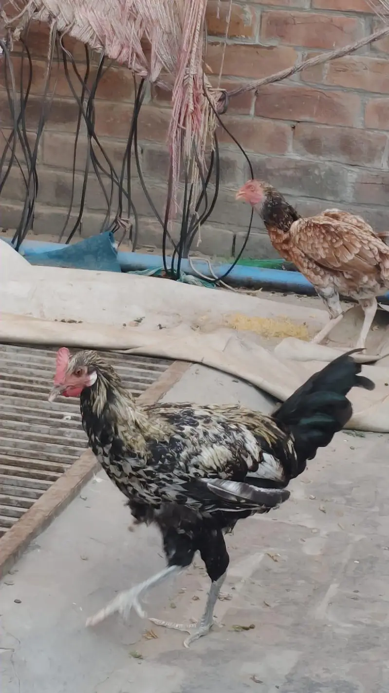 aseel and dasii hens for sales — photo 6