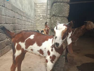 selling 3 goats