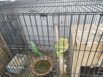 Ringneck breeder pair for sale