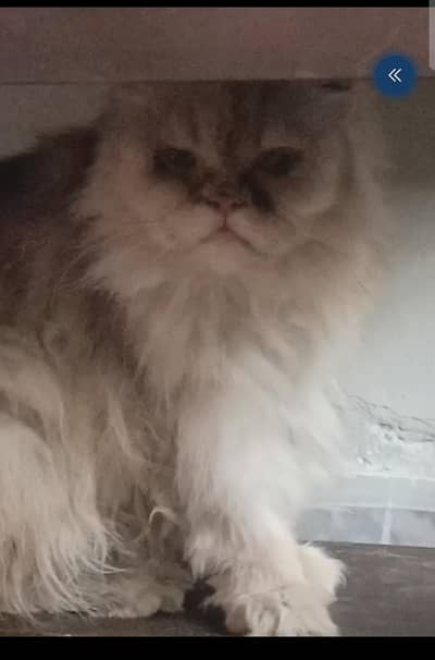 Persian long coat male cat for sale 03/29/96/16/739 nmbr
