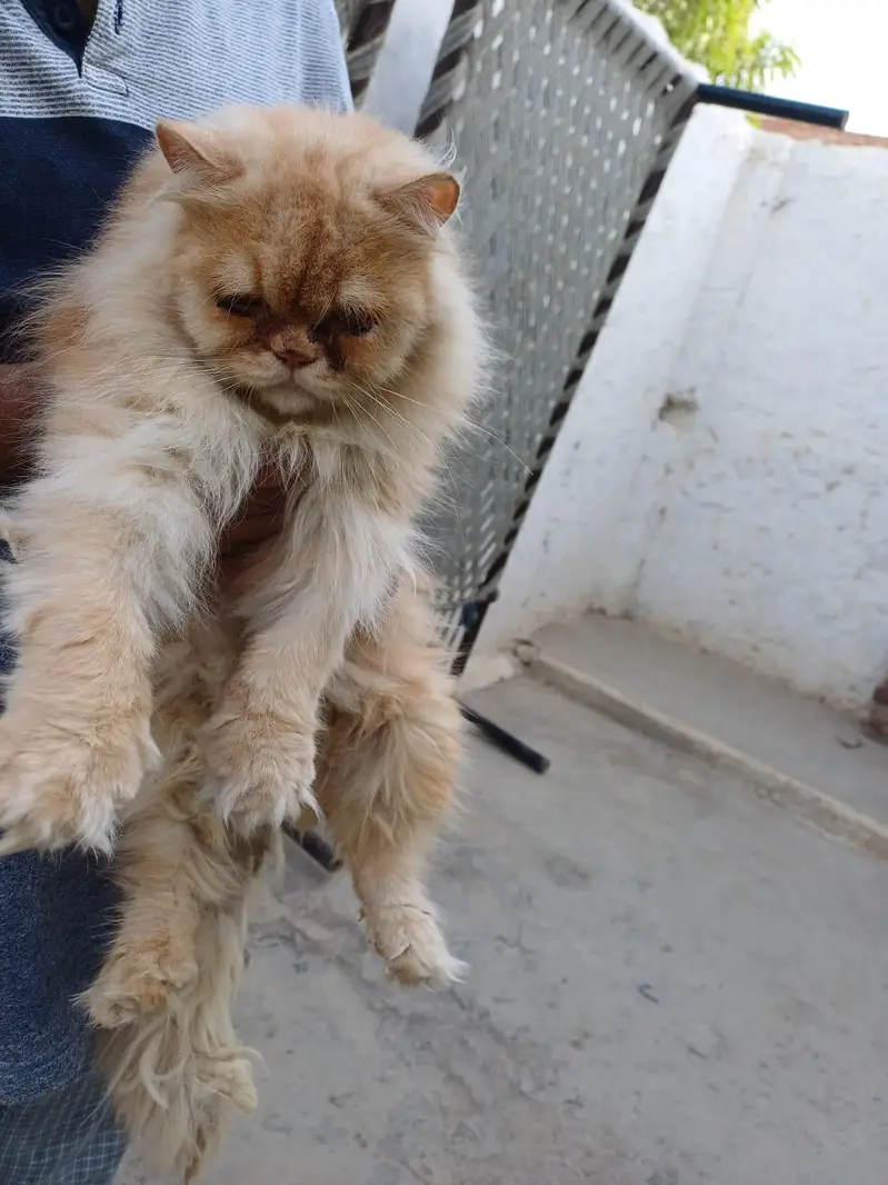 Persian long coat male cat for sale 03/29/96/16/739 nmbr — photo 2