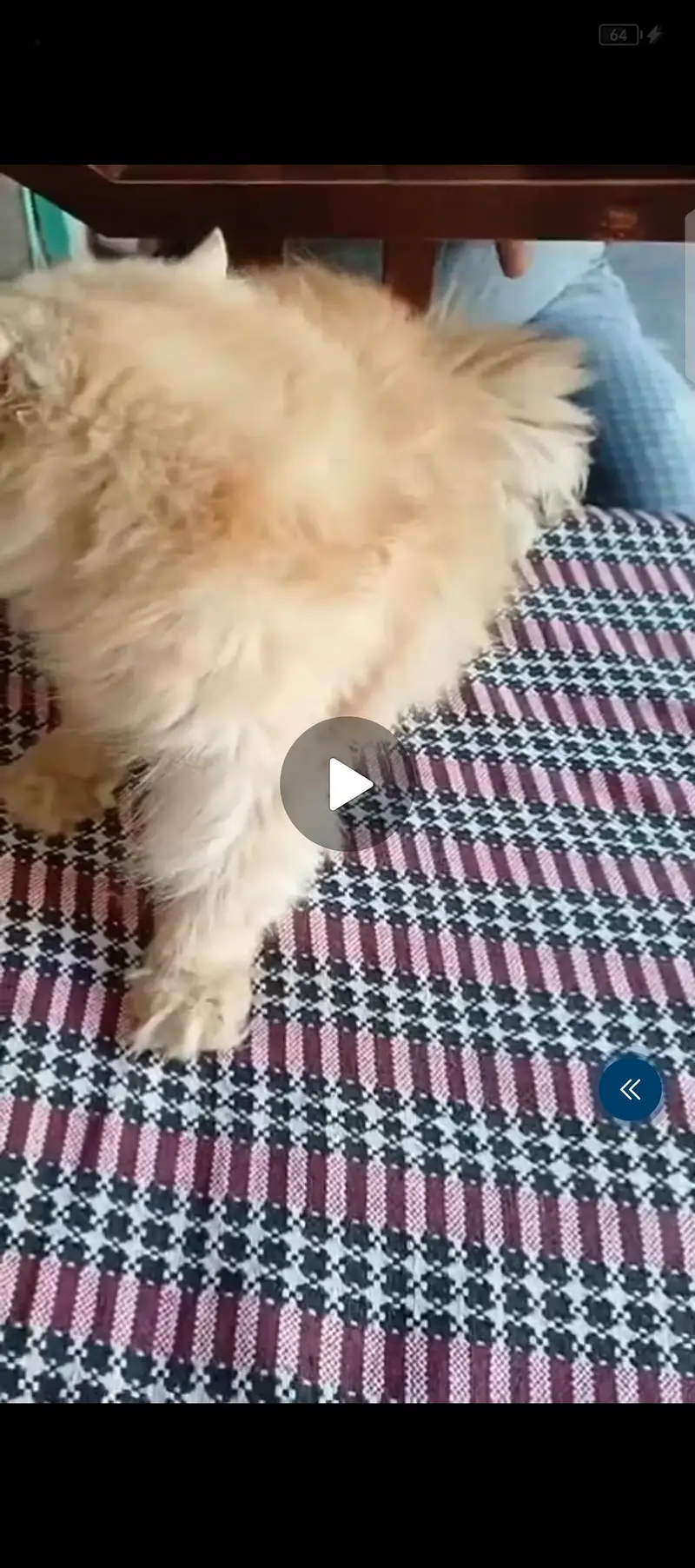 Persian long coat male cat for sale 03/29/96/16/739 nmbr — photo 3