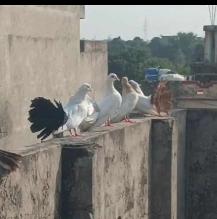 Black tail/ Red tail/ Yellow Tail/ Siver Tail/ Black tale/ Red tale — photo 3