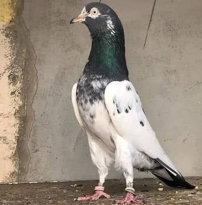 need high flyers pigeon 200 sy 300 rs per piece