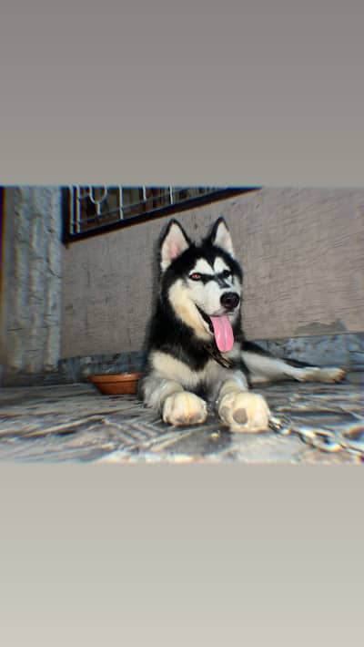 Siberian Husky 6 Month Male Health Active