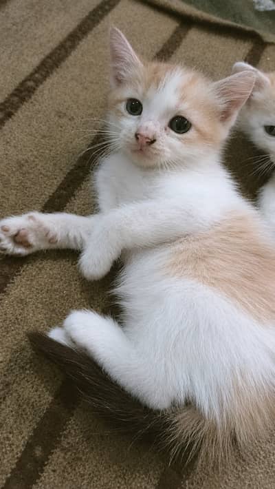 Cute Kittens pair male female for sale if you're interested dm me