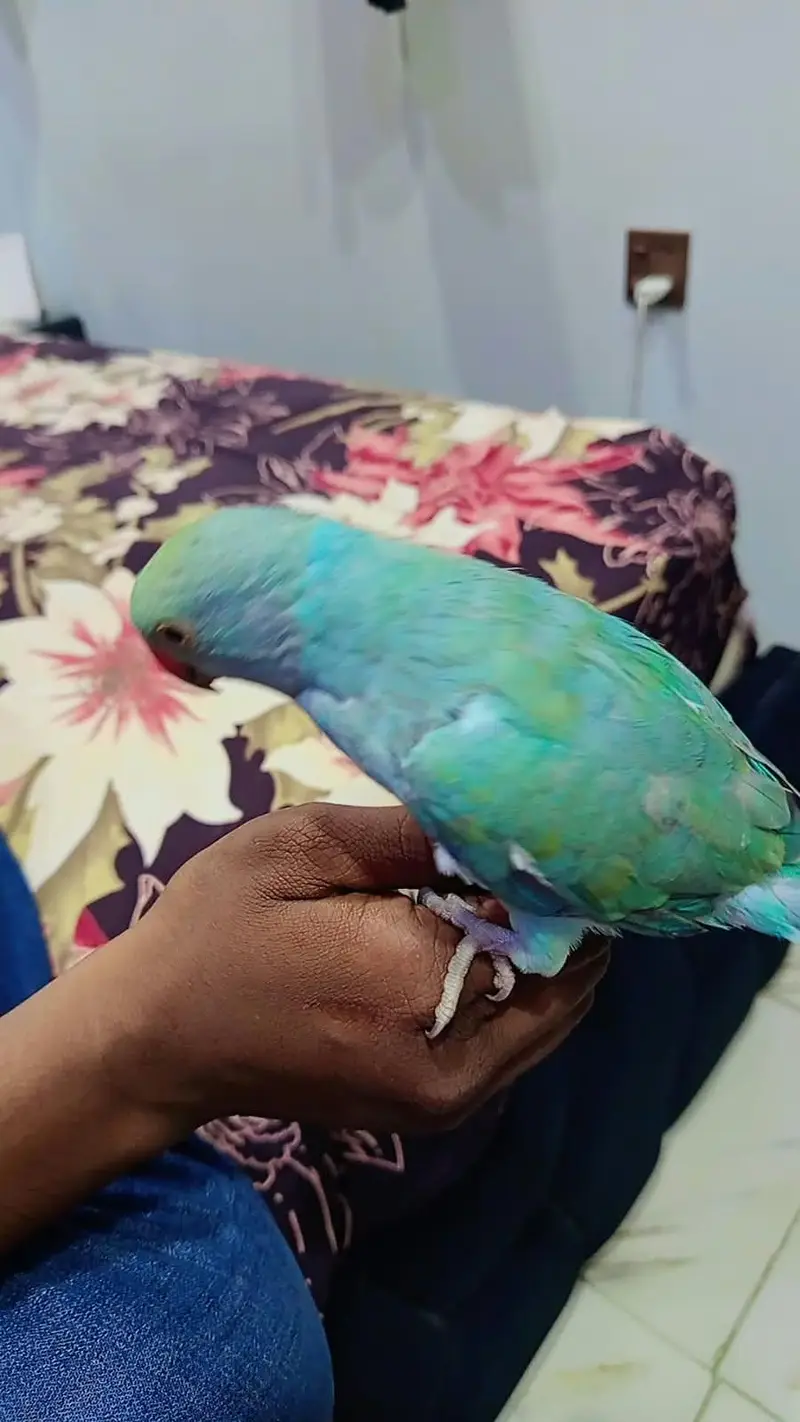 turquoise ringneck male — photo 2