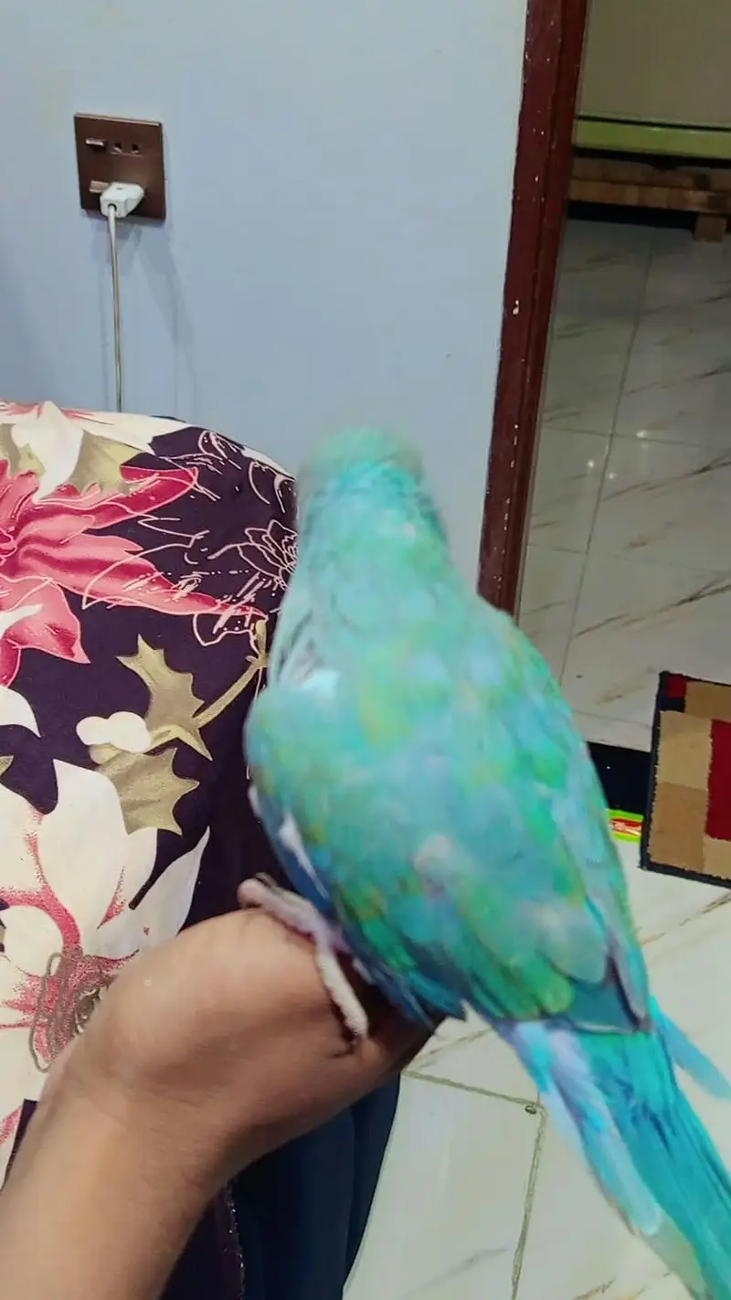 turquoise ringneck male — photo 3