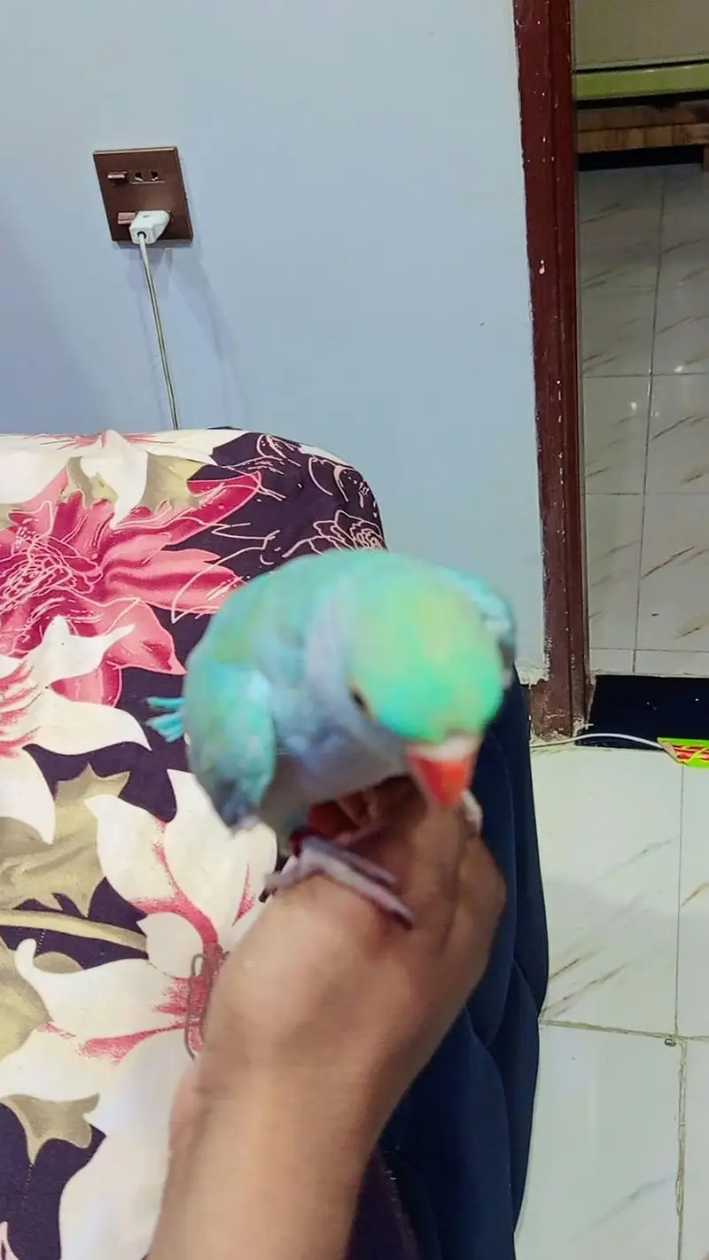 turquoise ringneck male — photo 4