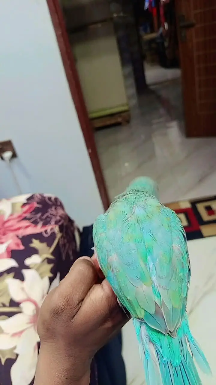 turquoise ringneck male — photo 6