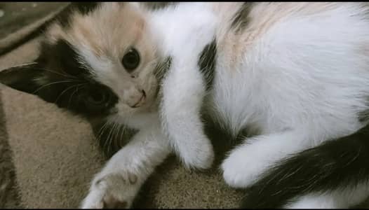 Cute Kittens pair male female for sale if you're interested dm me
