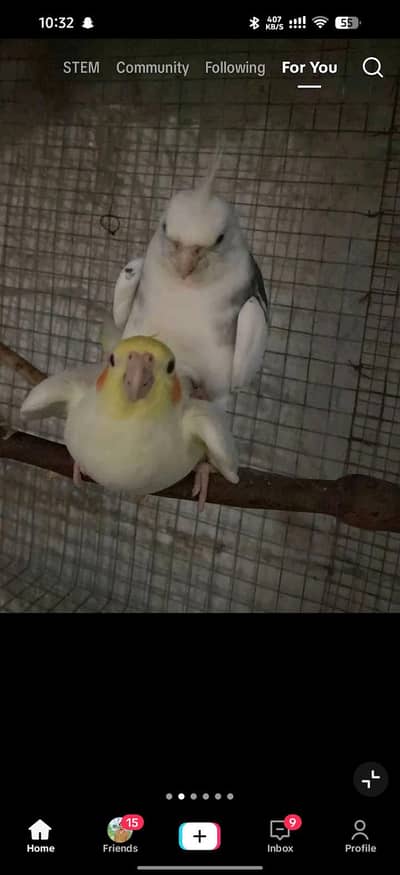 coctail  pair