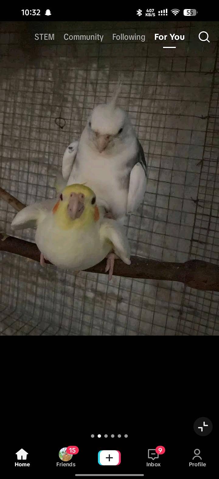 coctail  pair 0