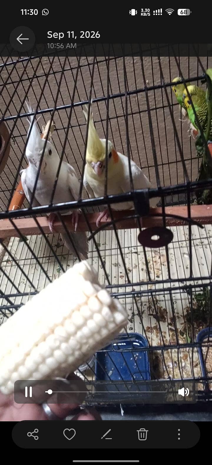 coctail  pair 5