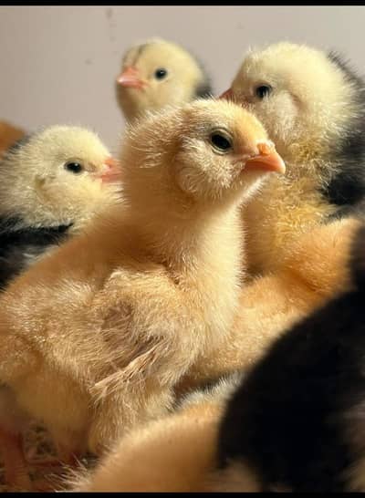 Healthy & Active