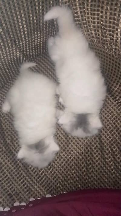Persian kittens