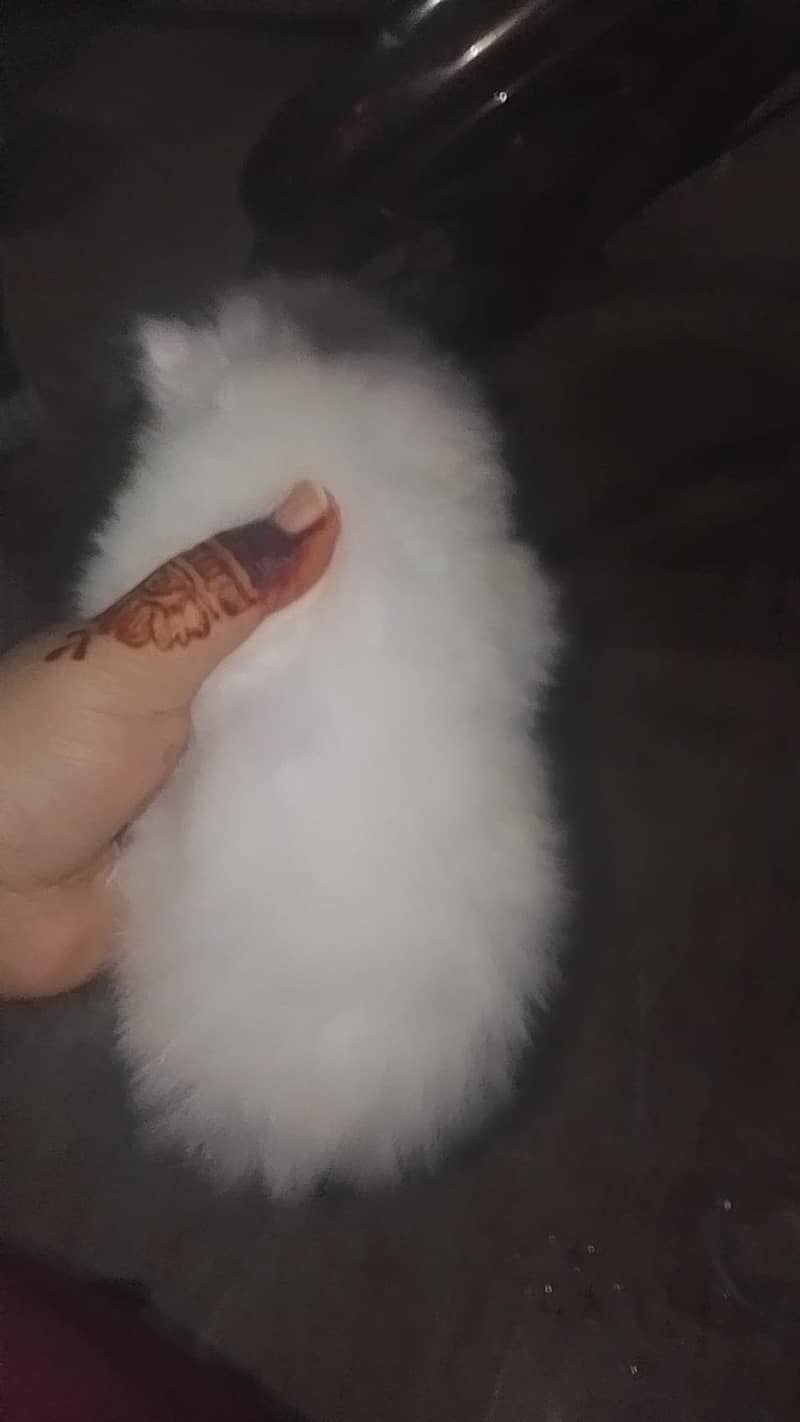 Persian kittens 1
