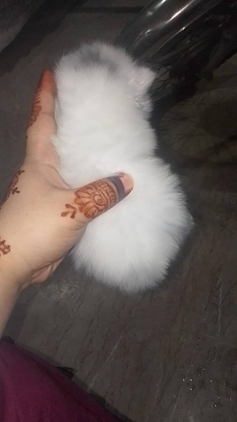 Persian kittens 2
