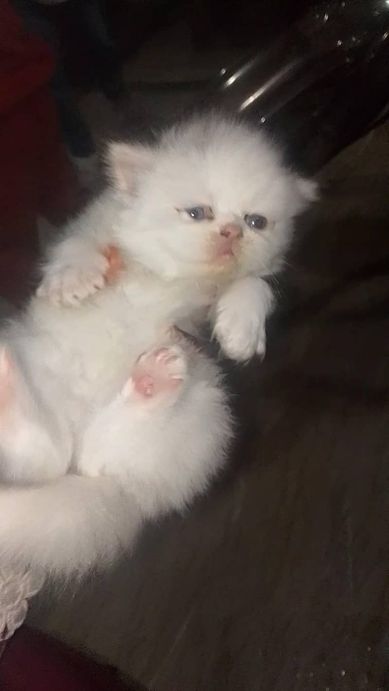 Persian kittens 3