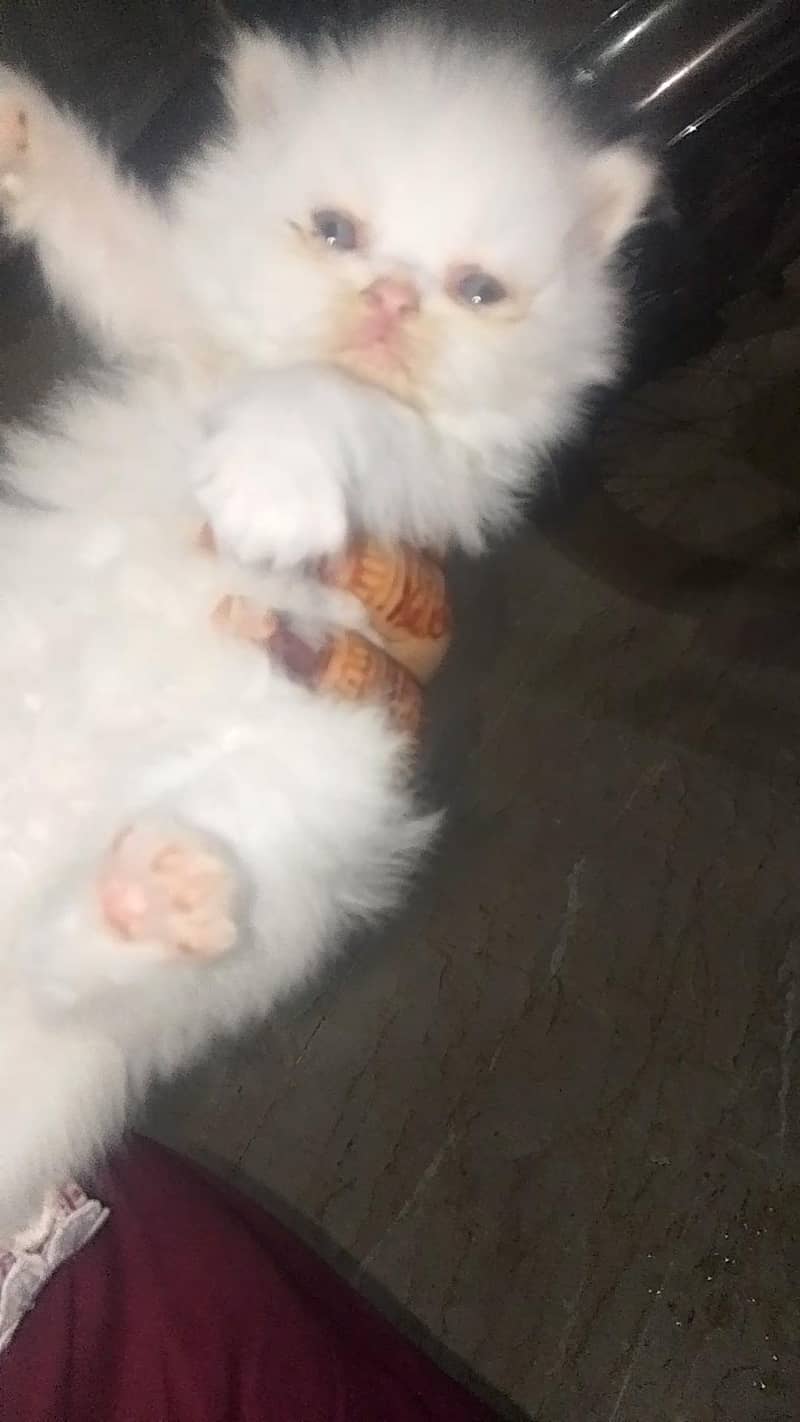 Persian kittens 4