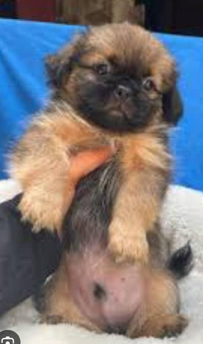 2 Shihtzu female and 1 male available for sale