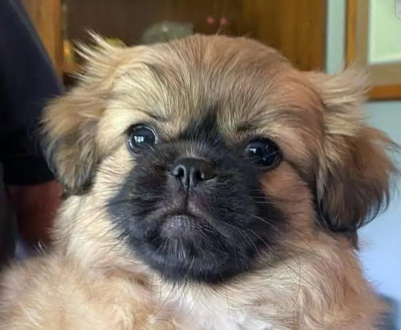 2 Shihtzu female and 1 male available for sale — photo 2