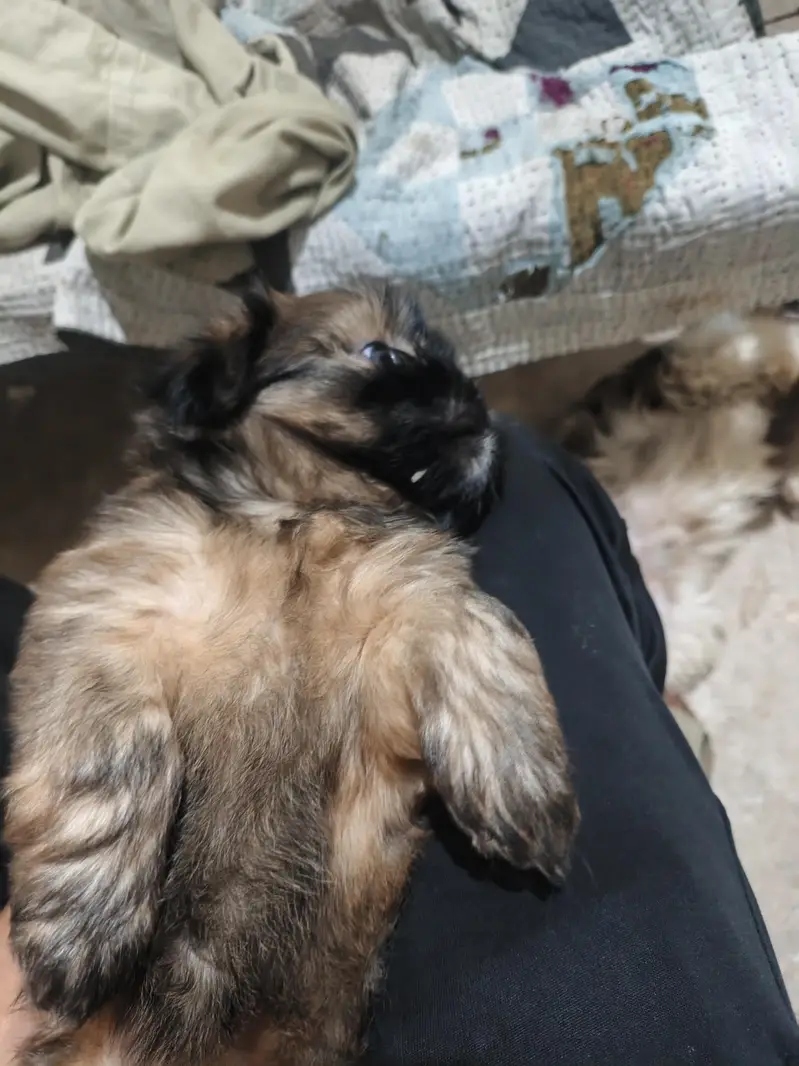 2 Shihtzu female and 1 male available for sale — photo 3