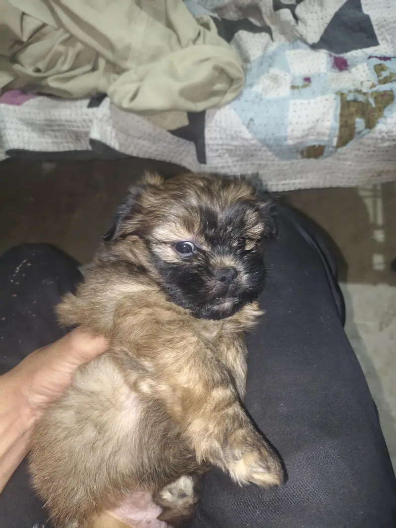 2 Shihtzu female and 1 male available for sale — photo 4