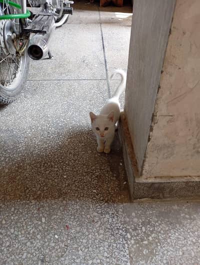 White Persian Kitten