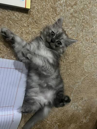cat for sale
