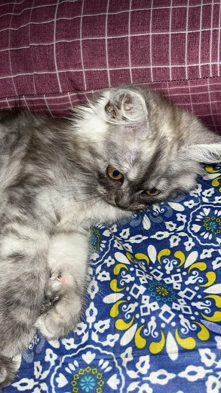 cat for sale — photo 2