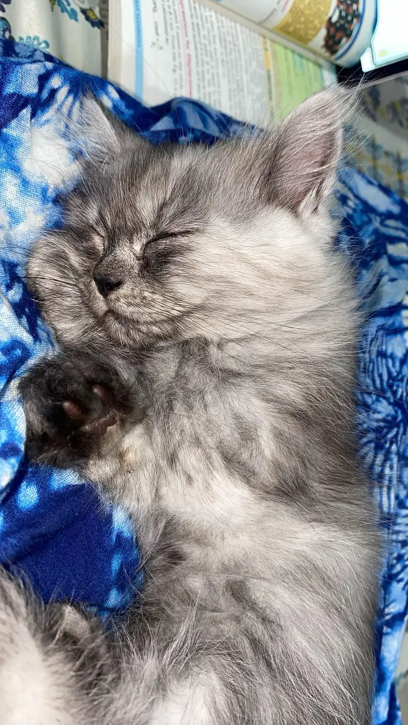cat for sale — photo 3