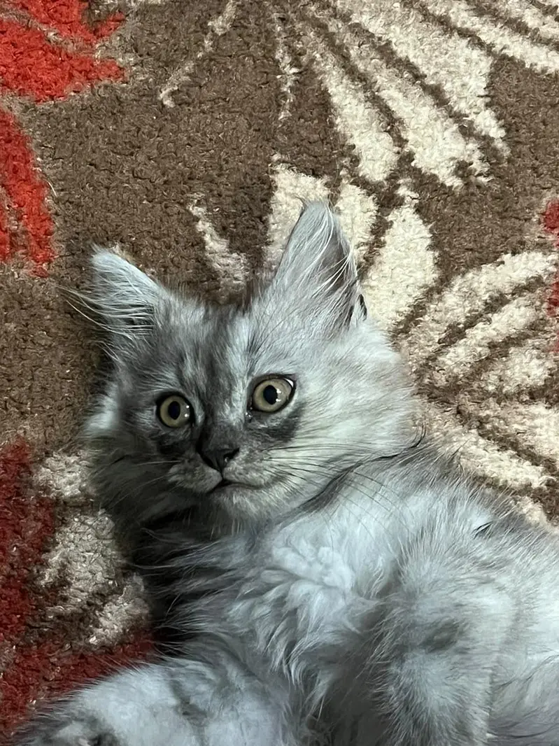 cat for sale — photo 4