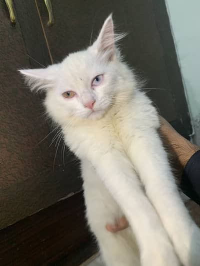 The Adorable Turkish Cat
